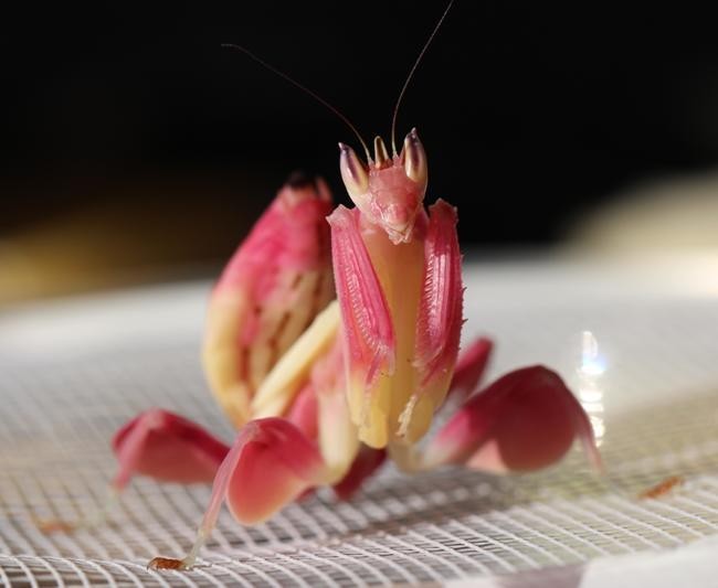 5. Орхидейный богомол, или Hymenopus coronatus