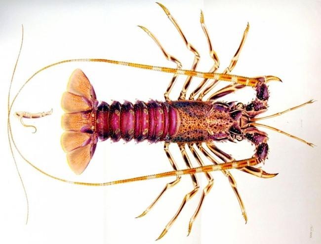 Ракообразное Stygotantulus stocki