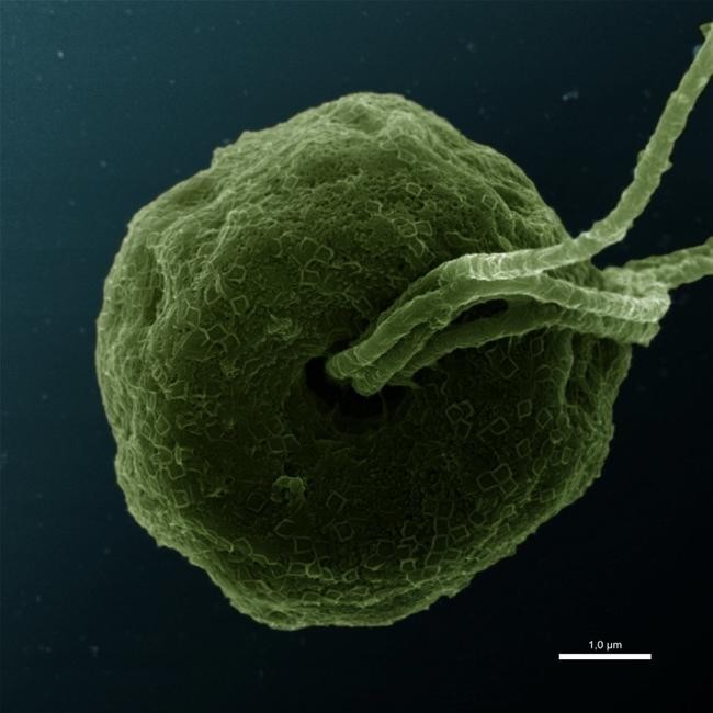 Эукариоты Prasinophytes