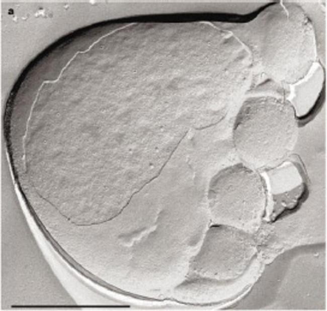 Бактерия Nanoarchaeum