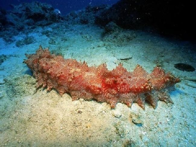 Морской огурец Psammothuria Ganapati