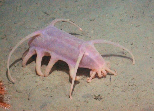 Морская свинья