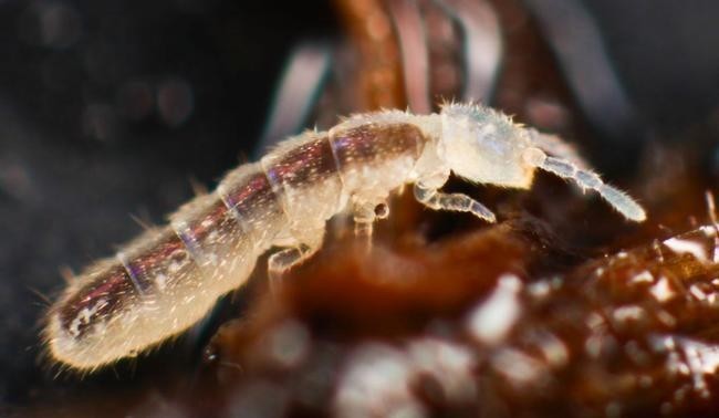 The Springtail (Весенний хвост)