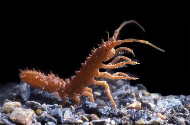 Antarcturus (sp)