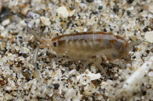 The Sandhopper (Песочник)