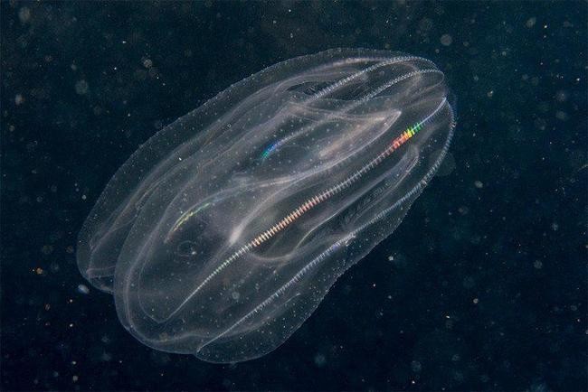 The Comb Jelly (Комбинированное желе)