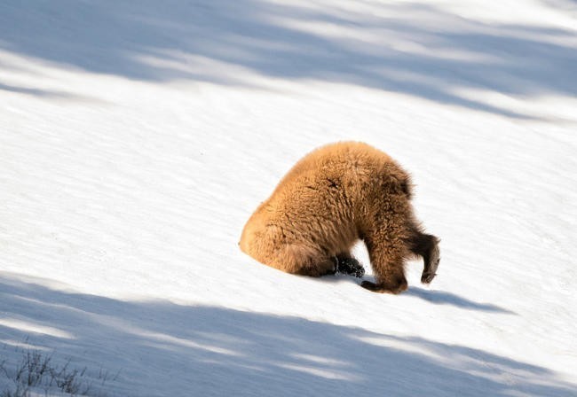 11. Не дошел. (Фото Patty Bauchman):