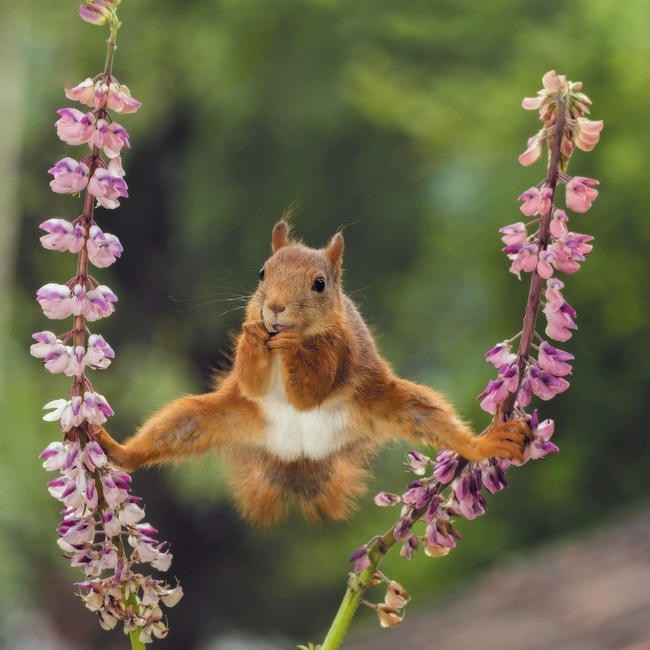 3. Акробат. (Фото Geert Weggen):