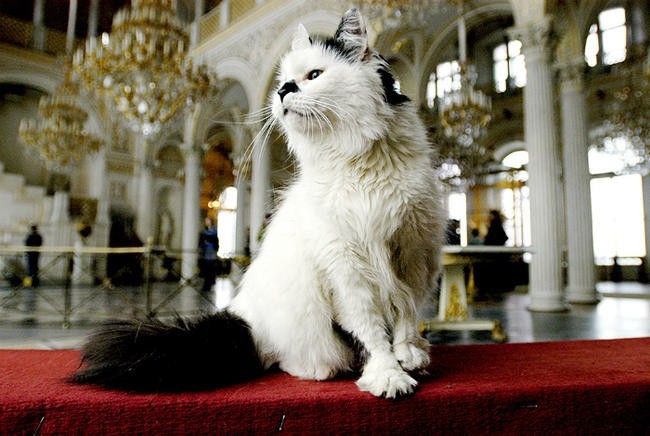 8. Коты Эрмитажа
