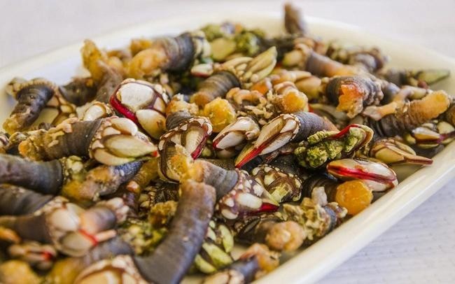 Морская уточка, Галисия, Испания