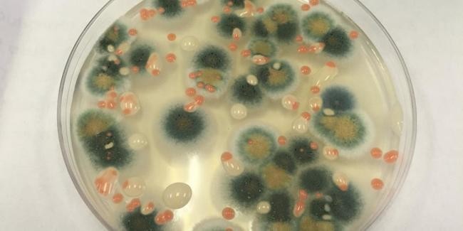 Бактерия Deinococcus radiodurans