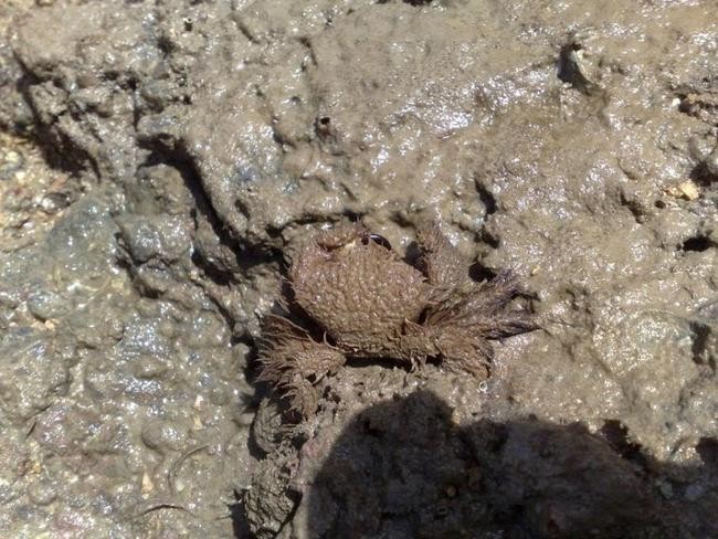 Краб Polydectus