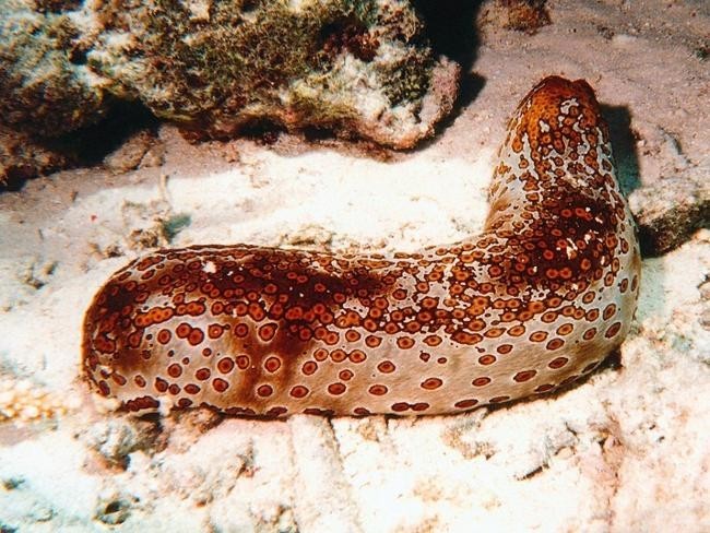 Морской огурец