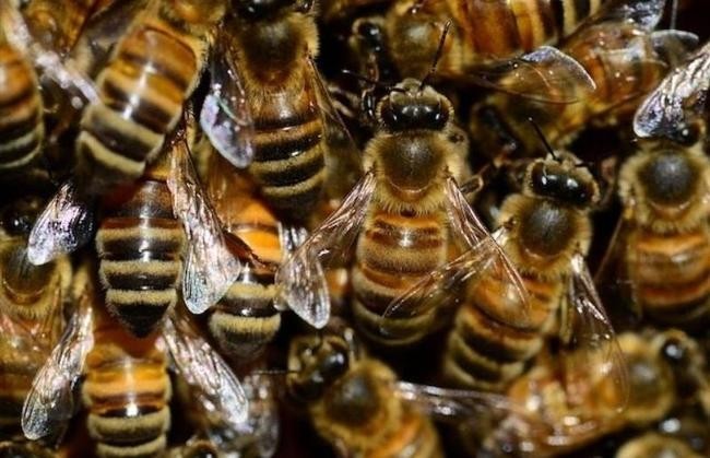 Пчелы видят скрытые узоры на лепестках