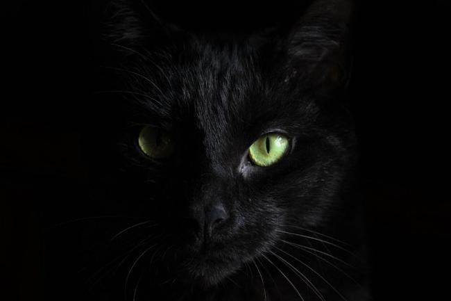 Черная кошка