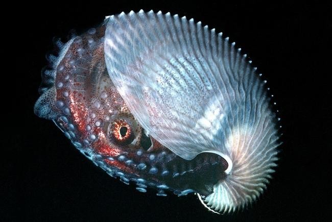 Argonauta