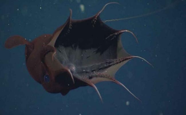 Vampyroteuthis infernalis