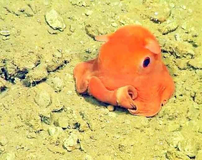 Opisthoteuthis californiana