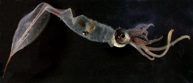 Galiteuthis armata