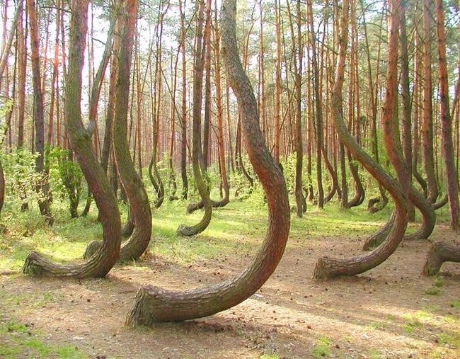 Изогнутый лес в Польше