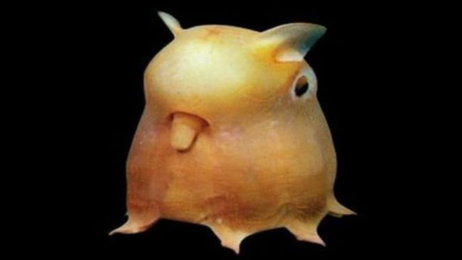 Осьминог Дамбо