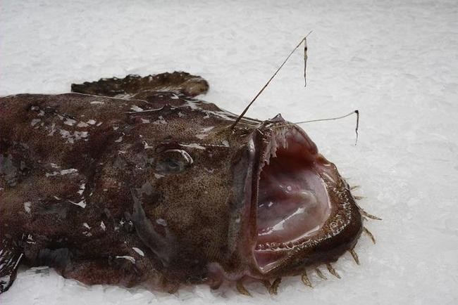 Удильщик (морской черт)