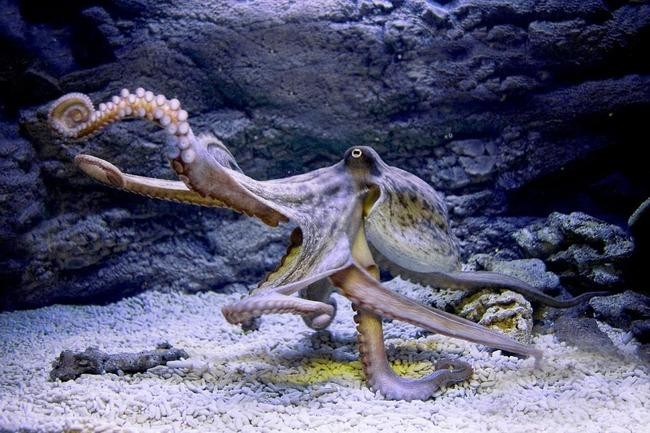 Осьминог семейства Octopodidae