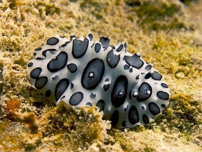 Nudibranch