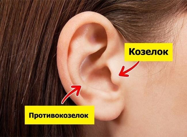 Козелок и противокозелок