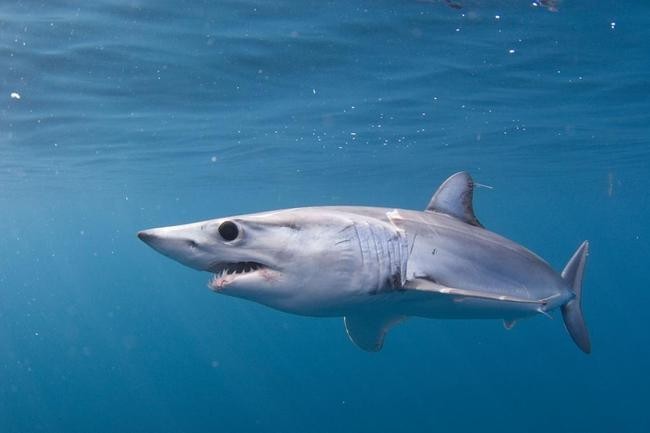 Обыкновенный мако развивает огромную скорость