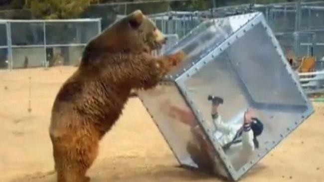 7. Аттракцион Grizzly Cube