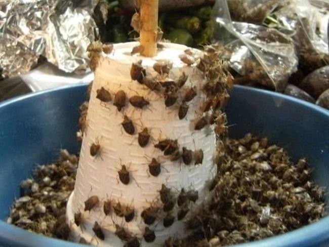 4. Мексика: вонючие жуки