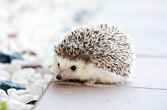 Еж