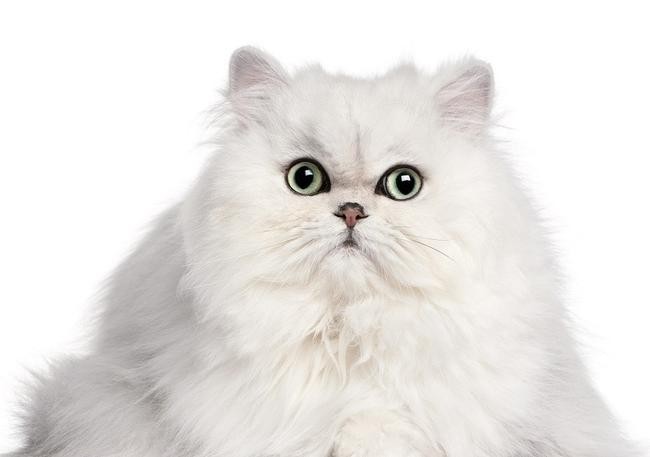 Персидская кошка