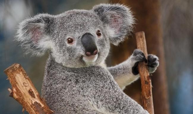 Коала