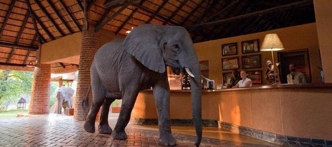 Mfuwe Lodge, Замбия