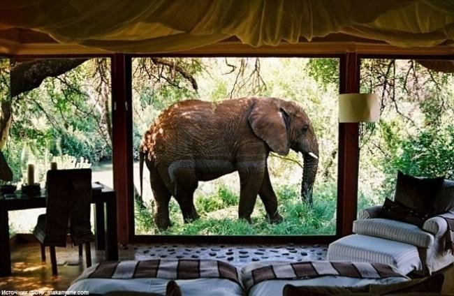 Madikwe Game Reserve, Южная Африка