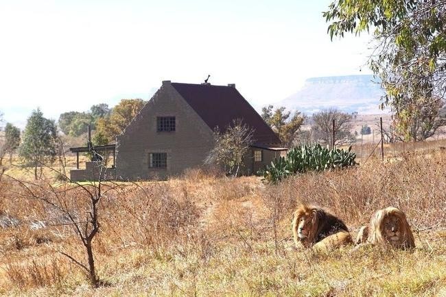 Lion House, Южная Африка