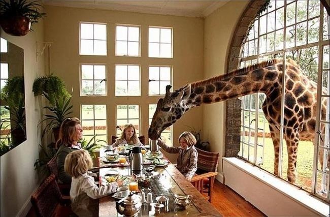 Giraffe Manor, Кения