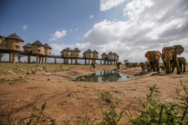 Sarova Salt Lick Game Lodge, Кения