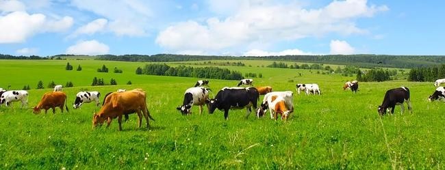 Было установлено влияние домашнего скота на экосистему