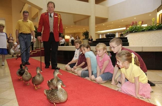 Ежедневный утиный марш в отеле Peabody в Мемфисе