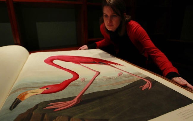 «Птицы Америки», Джон Джеймс Одюбон. $11,5 млн в 2010 году на аукционе Sotheby’s