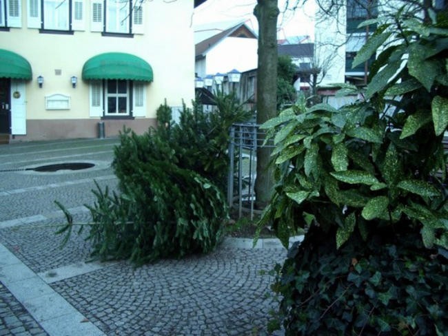 11. День выброса елок