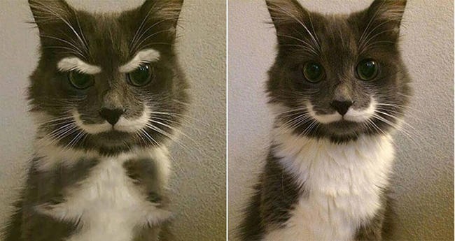 Удивительные животные