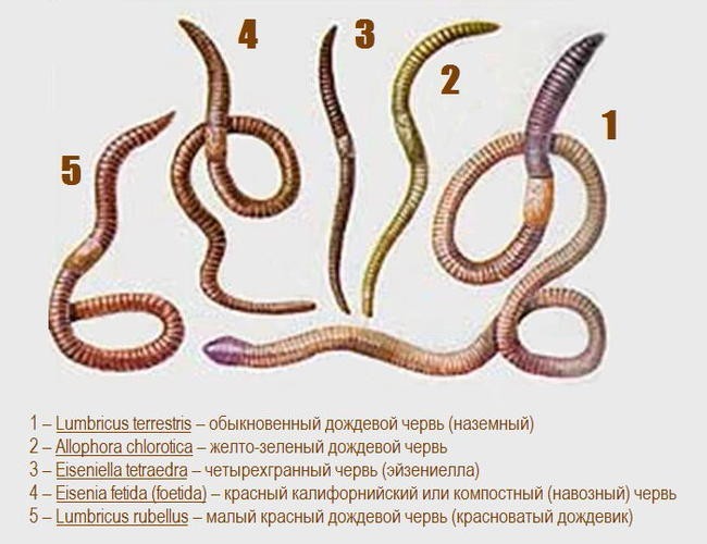 Черви, которые улучшили сельское хозяйство