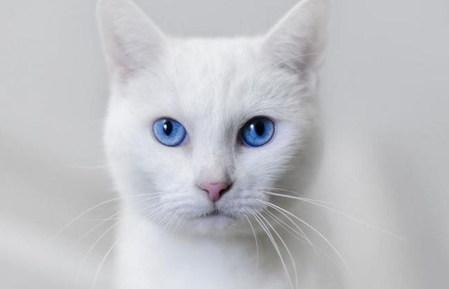 Кот, который открыл новую главу в криминологии