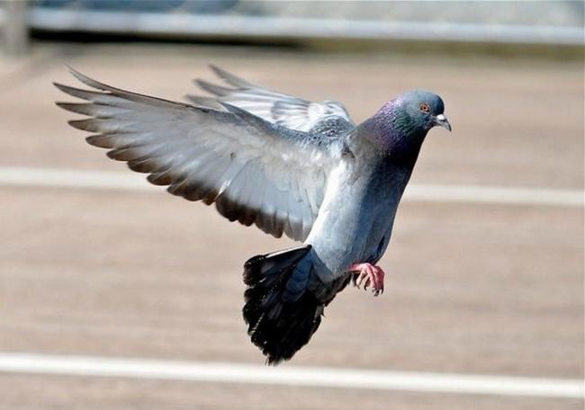 Голубь, спасший сотни американских военных