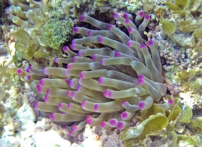 Актинии (морские анемоны)