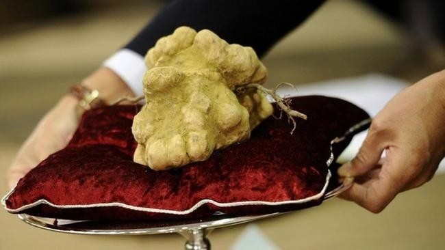 Итальянский белый трюфель